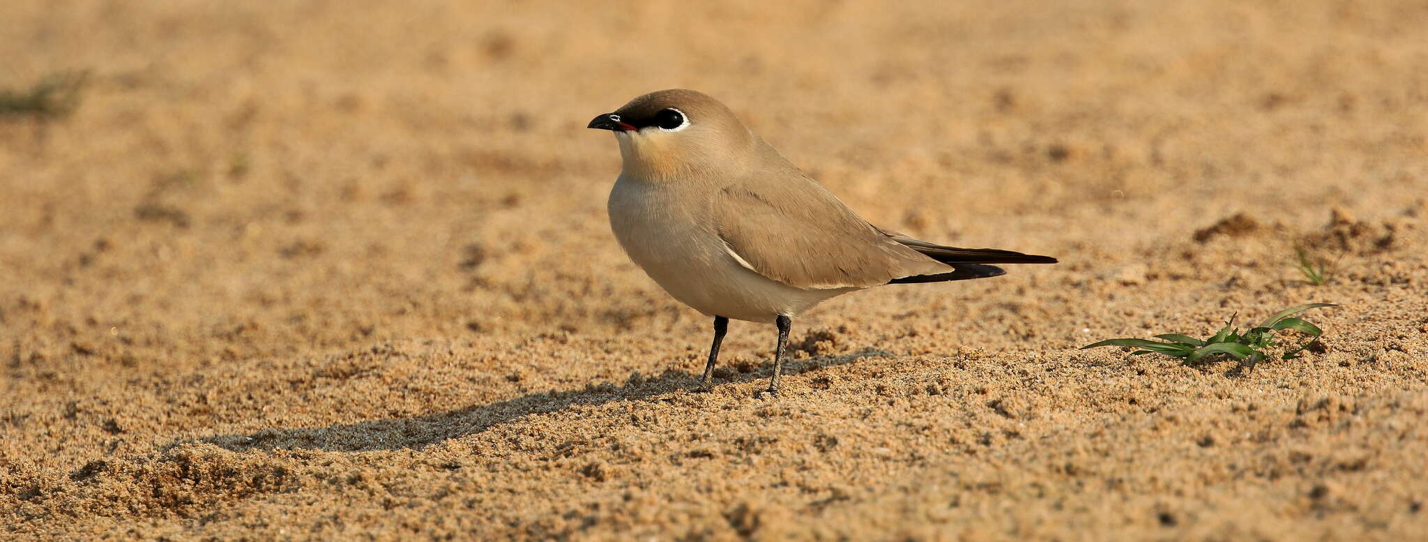 Image of Little Pratincole