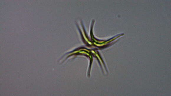 Image of Tetradesmus lagerheimii M. J. Wynne & Guiry 2016