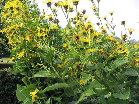 Image of Elecampane