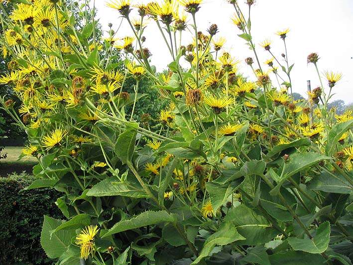 Inula helenium L. resmi