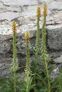 Image of Portuguese Foxglove