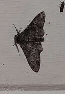 Image of Biston betularia cognataria Guenée 1858