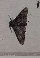 صورة Biston betularia cognataria Guenée 1858