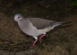 Image of Gray Fronted Dove