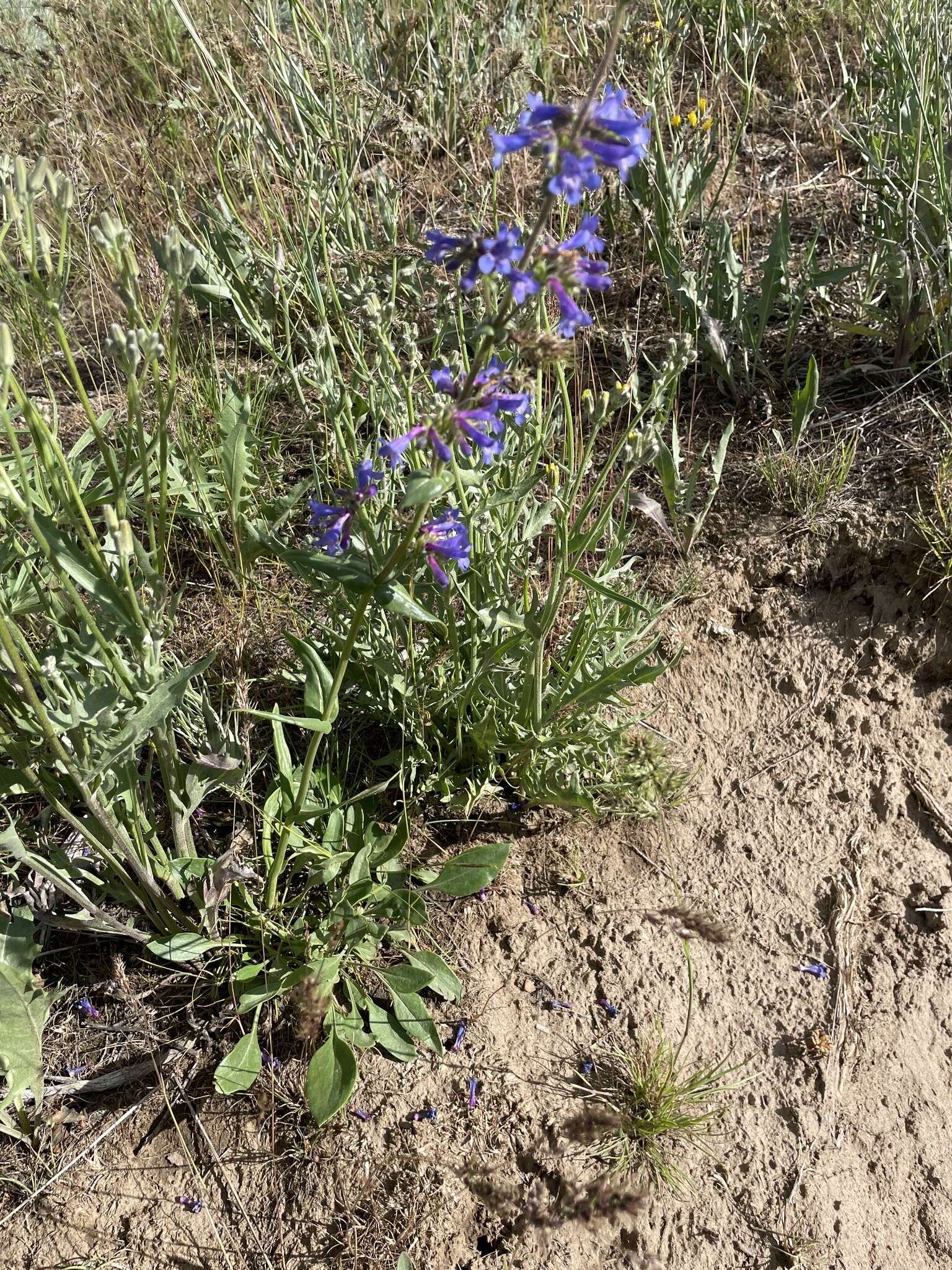 Image of sulphur penstemon