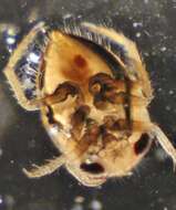 Image of Neoplea striola (Fieber 1844)