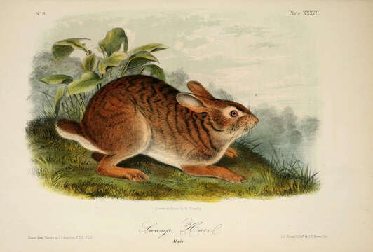 Image of Swamp Rabbit