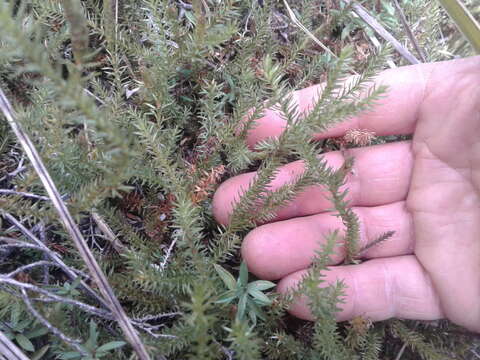 Imagem de Lateristachys lateralis (R. Br.) Holub