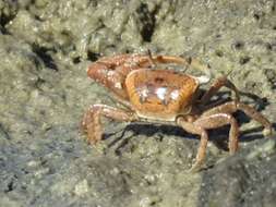 Image of Atlantic sand fiddler