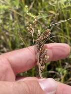 Image de Juncus interior Wiegand