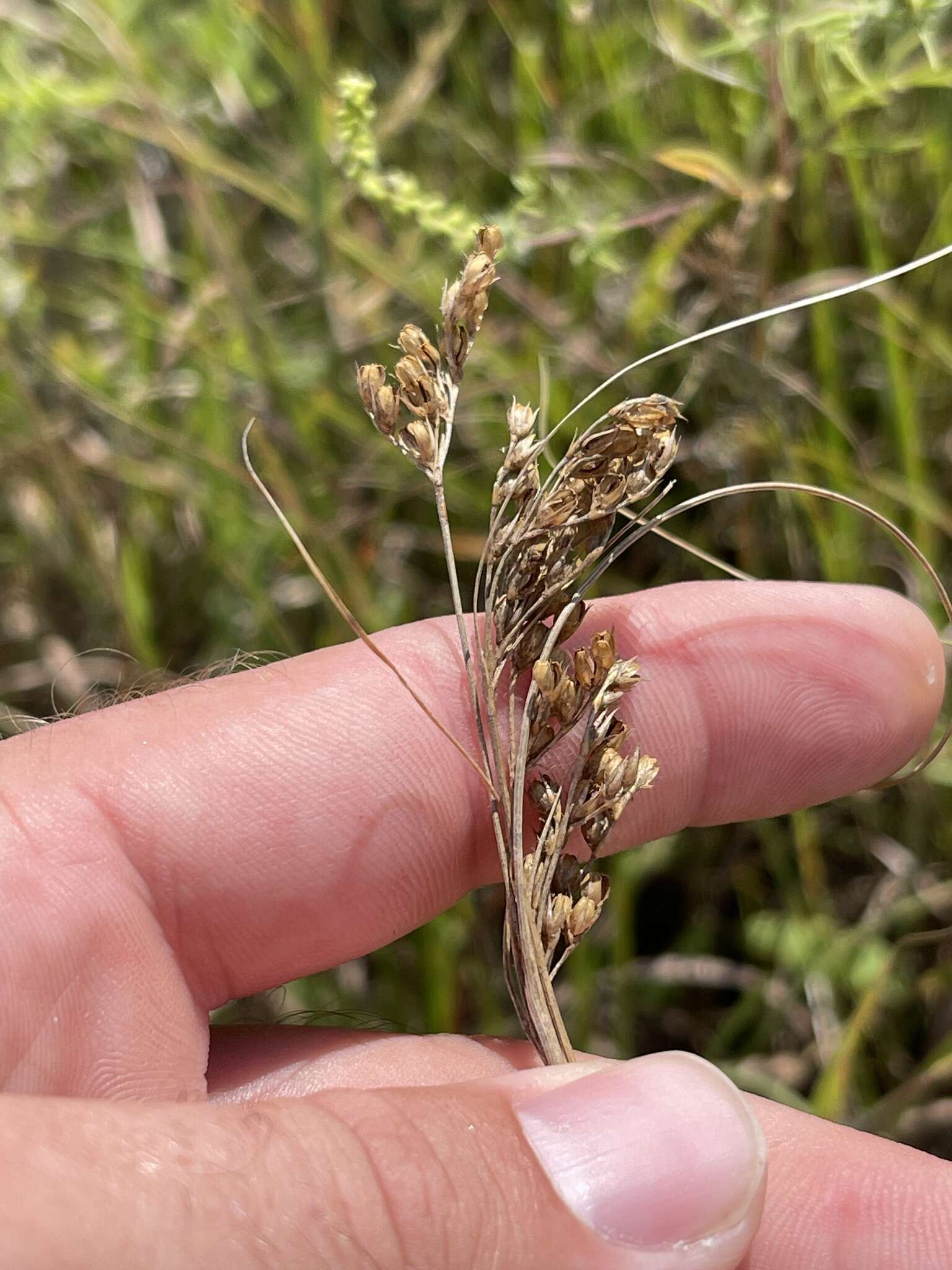 Image de Juncus interior Wiegand