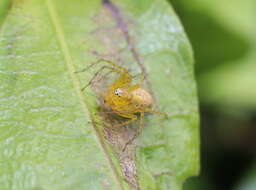 Image of Oxyopes punctatus L. Koch 1878