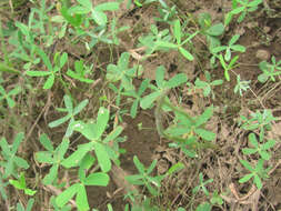 Image of hairy waterclover