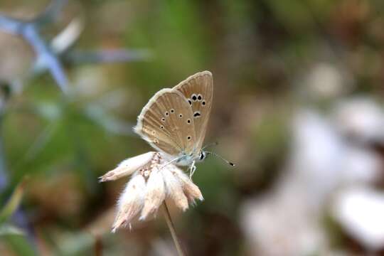 Imagem de <i>Polyommatus dolus</i>