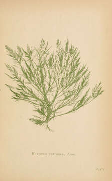 Image of Bryopsis plumosa