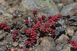 Imagem de Sedum divergens S. Wats.