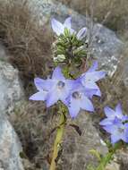 Campanula versicolor subsp. tenorei resmi