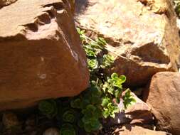 Image of Sedum tetractinum Fröderstr.