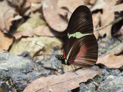 Image of <i>Heliconius <i>clysonymus</i></i> clysonymus