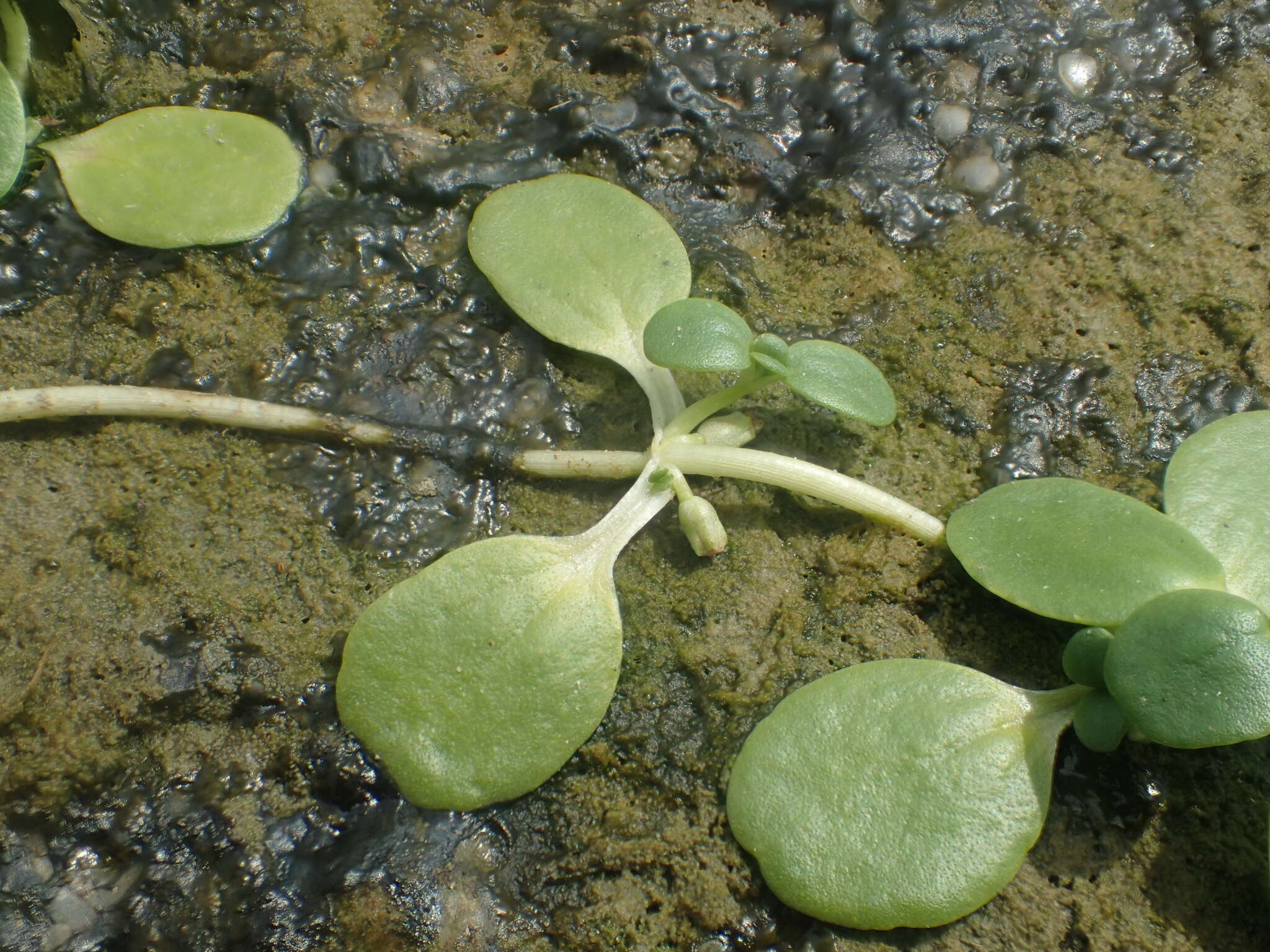 Image of Peplidium maritimum (L. fil.) Wettst.