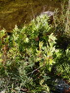 Imagem de Osmunda regalis L.