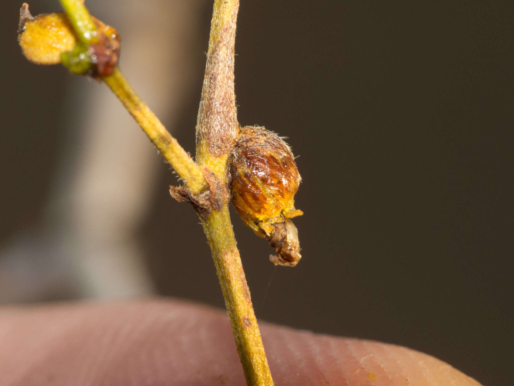 Plancia ëd Asphondylia resinosa Gagne 1990