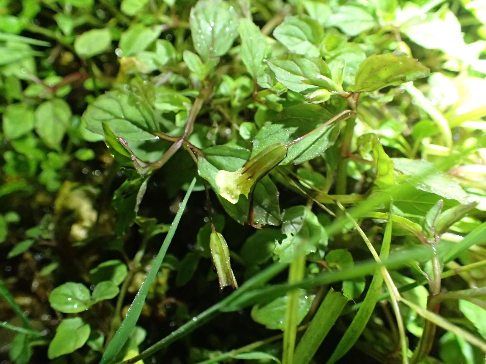 Image of Erythranthe nepalensis (Benth.) G. L. Nesom