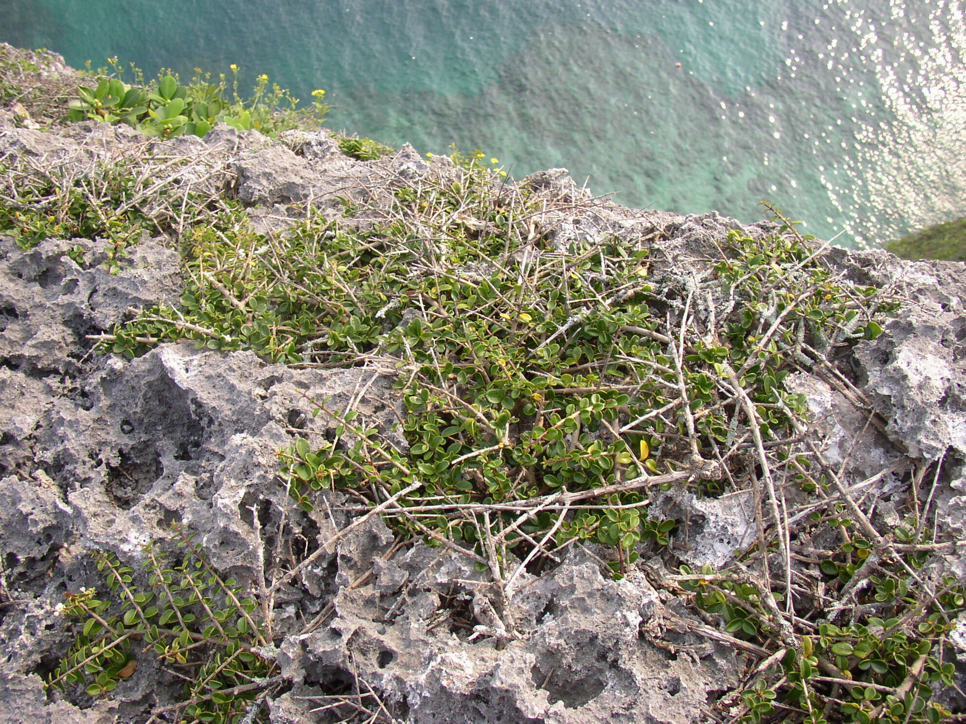 Image of Ligustrum tamakii Hatus.