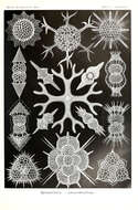 Image of Radiolaria