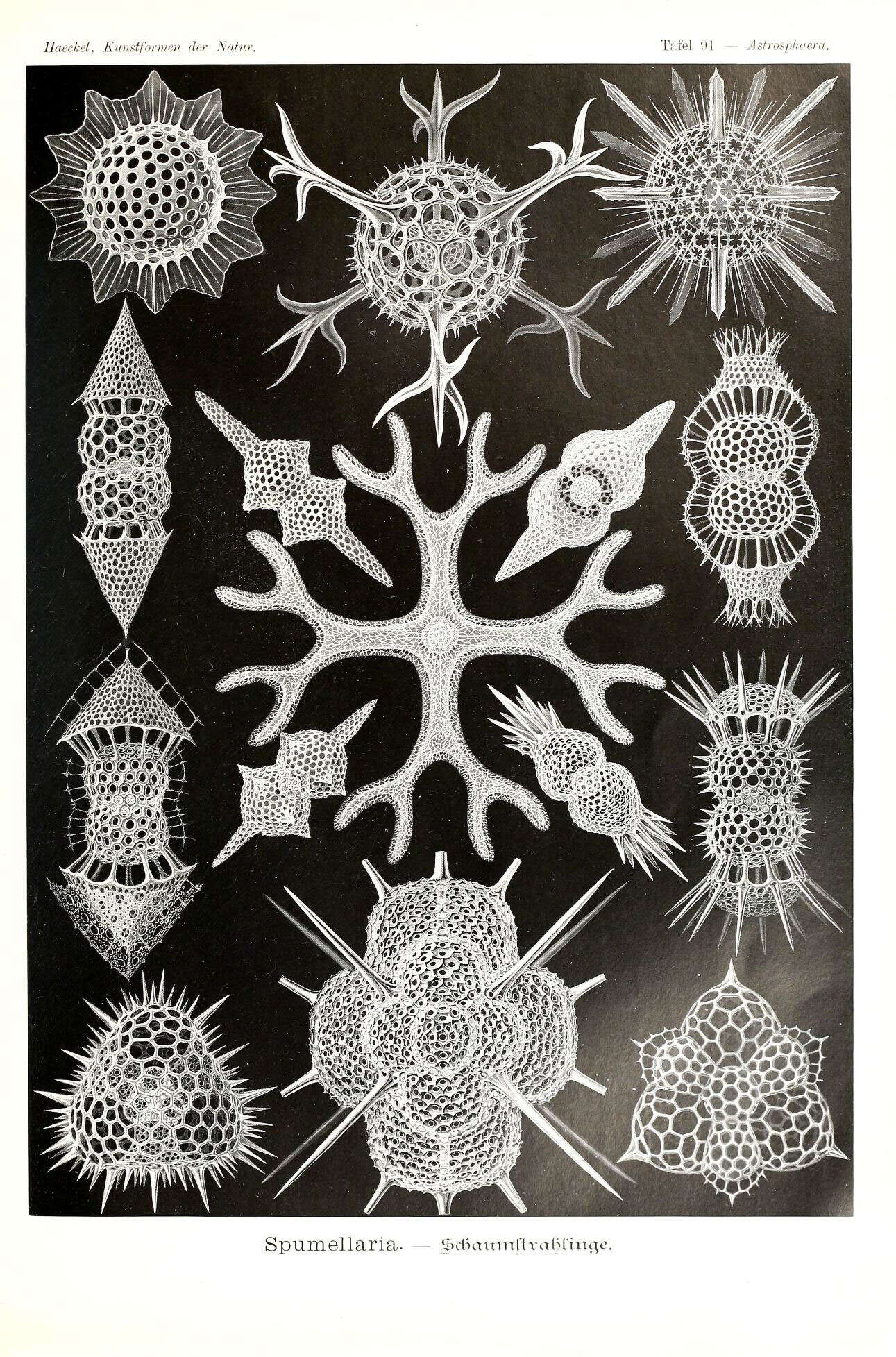 Image of Radiolaria