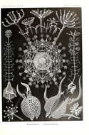 Image of Radiolaria