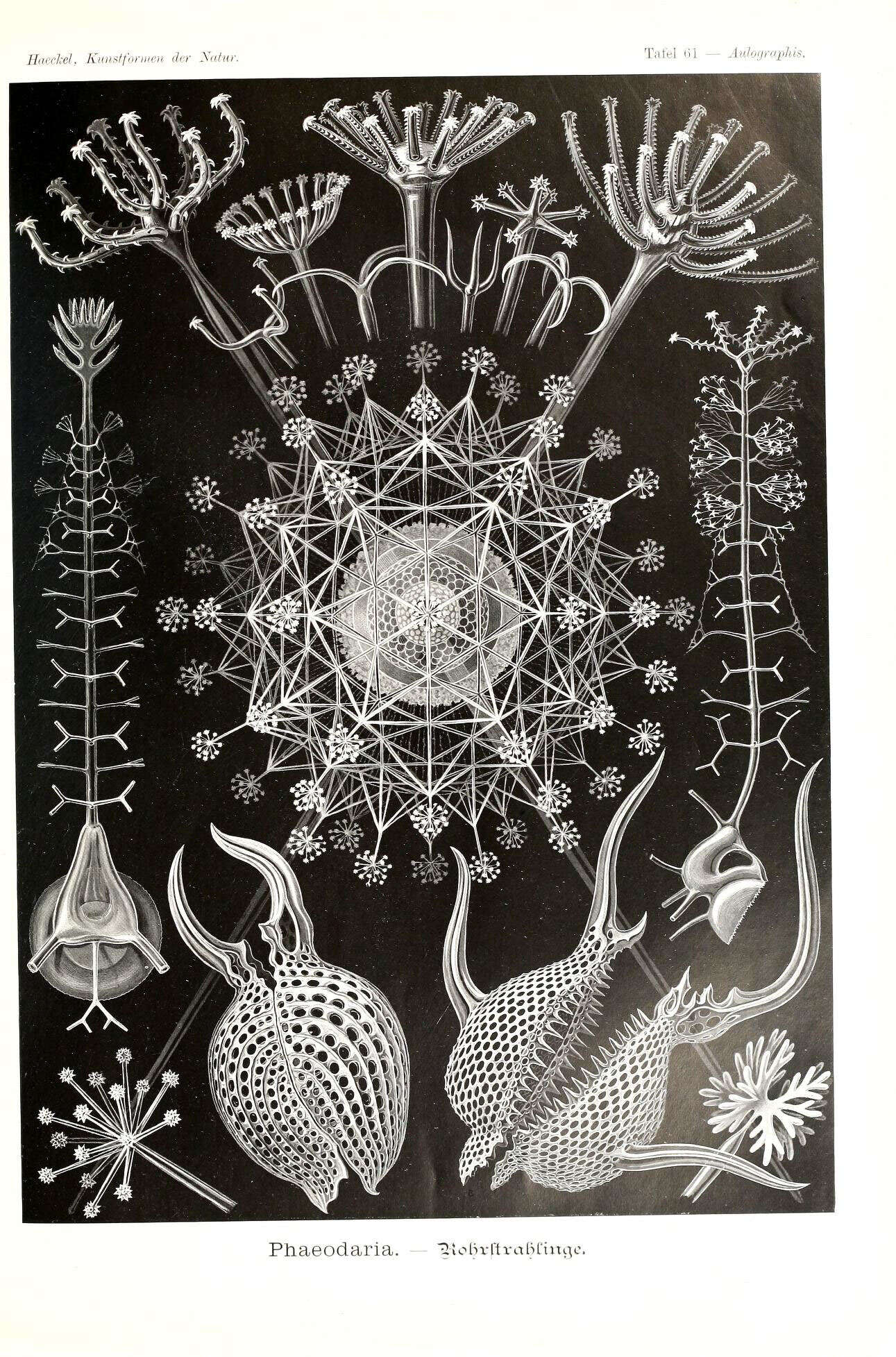 Image of Radiolaria