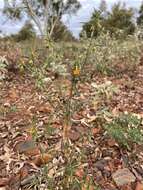 Pigea aurantiaca (F. Muell. ex Benth.) P. I. Forst. resmi