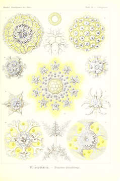 Image of Radiolaria