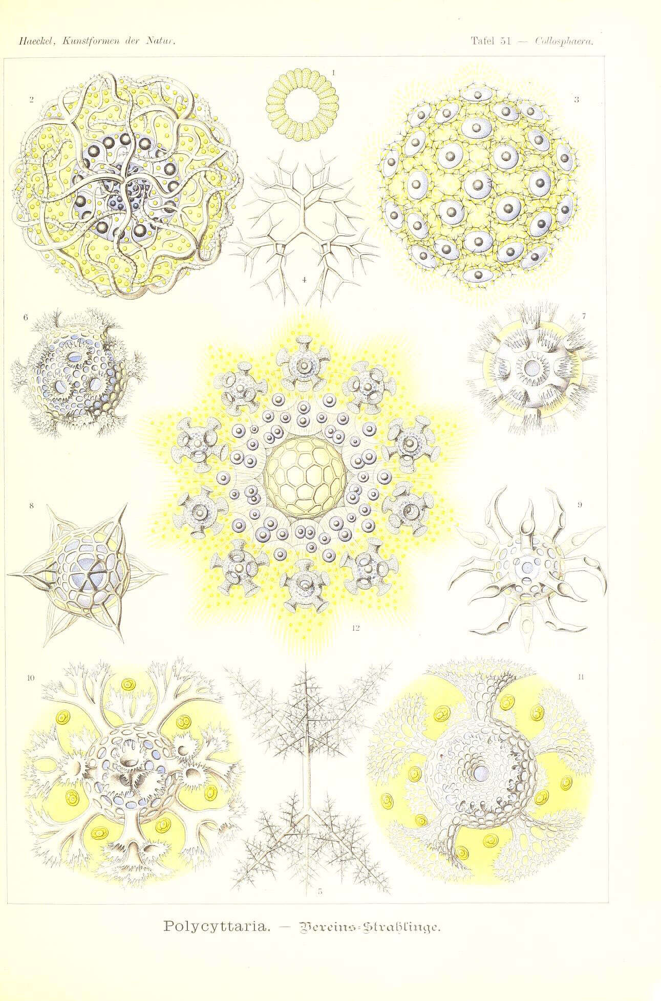 Image of Radiolaria