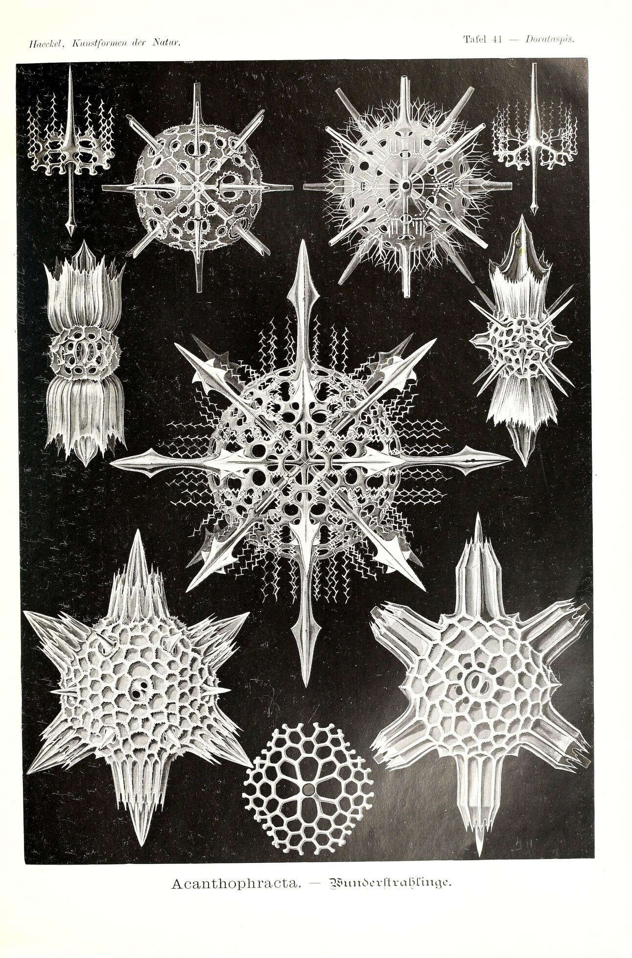 Image of Radiolaria