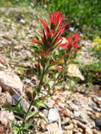 Слика од Castilleja pruinosa Fern.