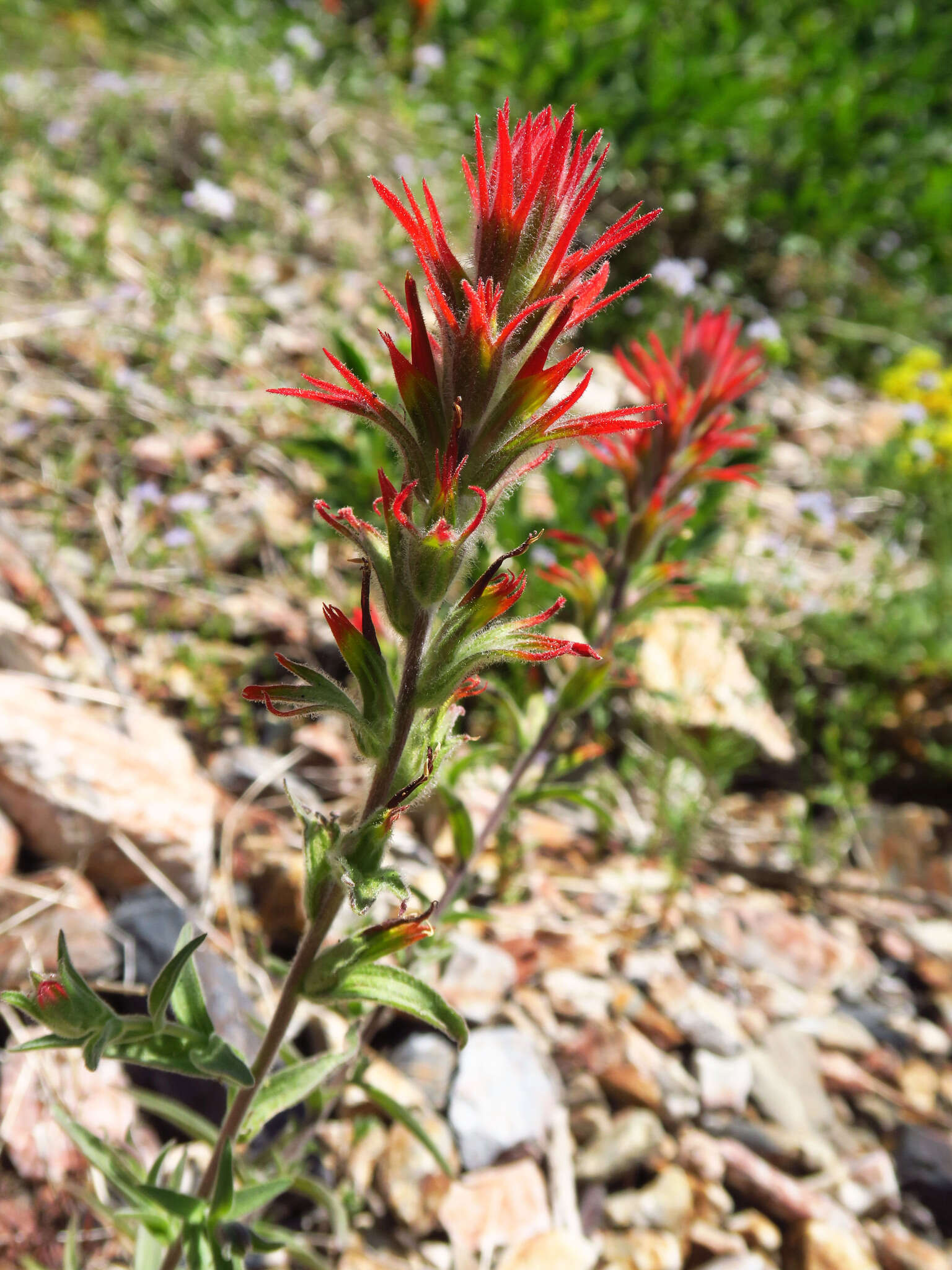 Слика од Castilleja pruinosa Fern.