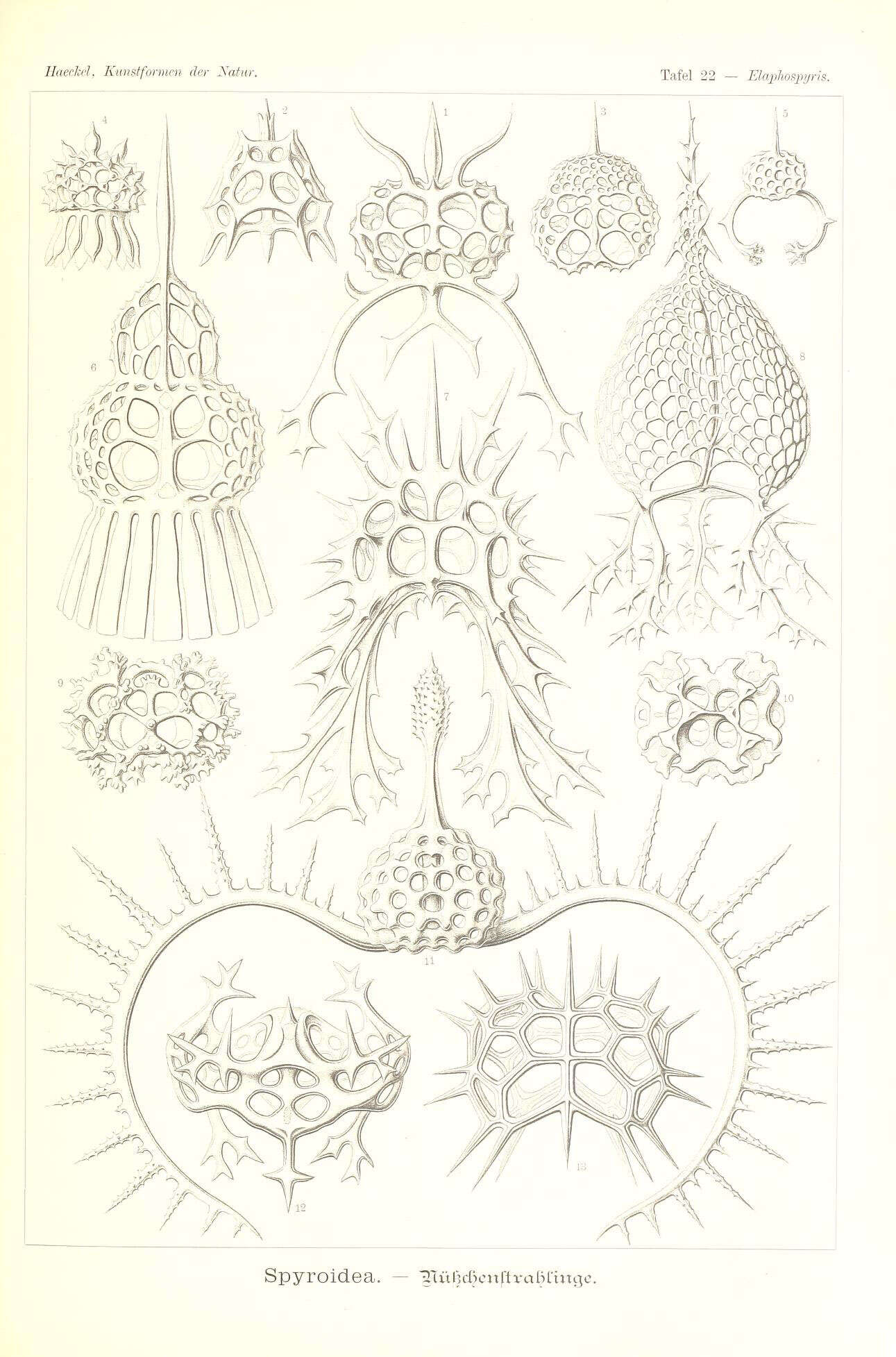 Image of Radiolaria