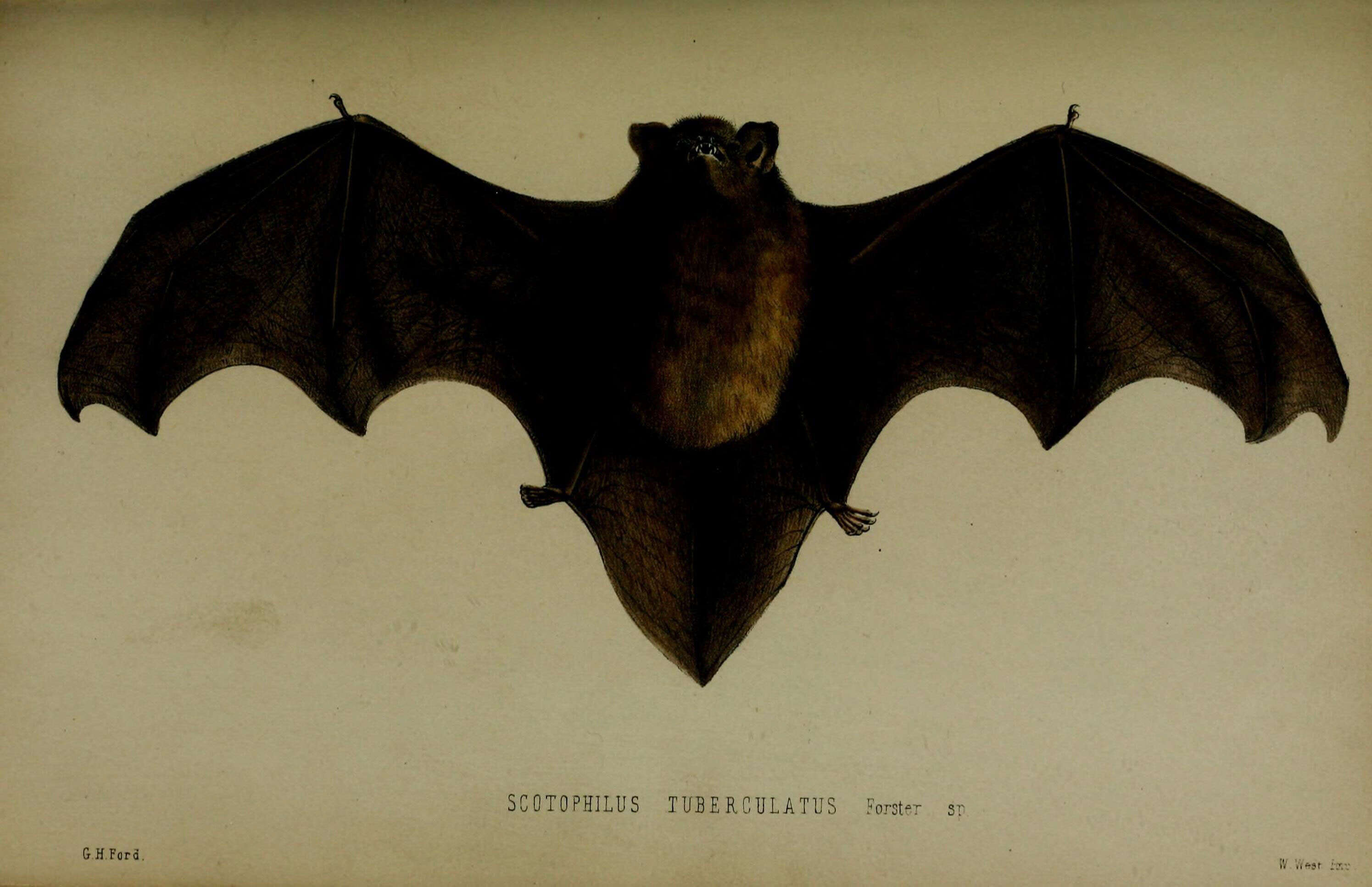 Image of Long-tailed Wattled Bat