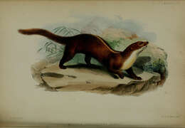 Image de Mustela strigidorsa Gray 1853