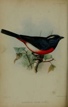 Image of Gray-throated Chat