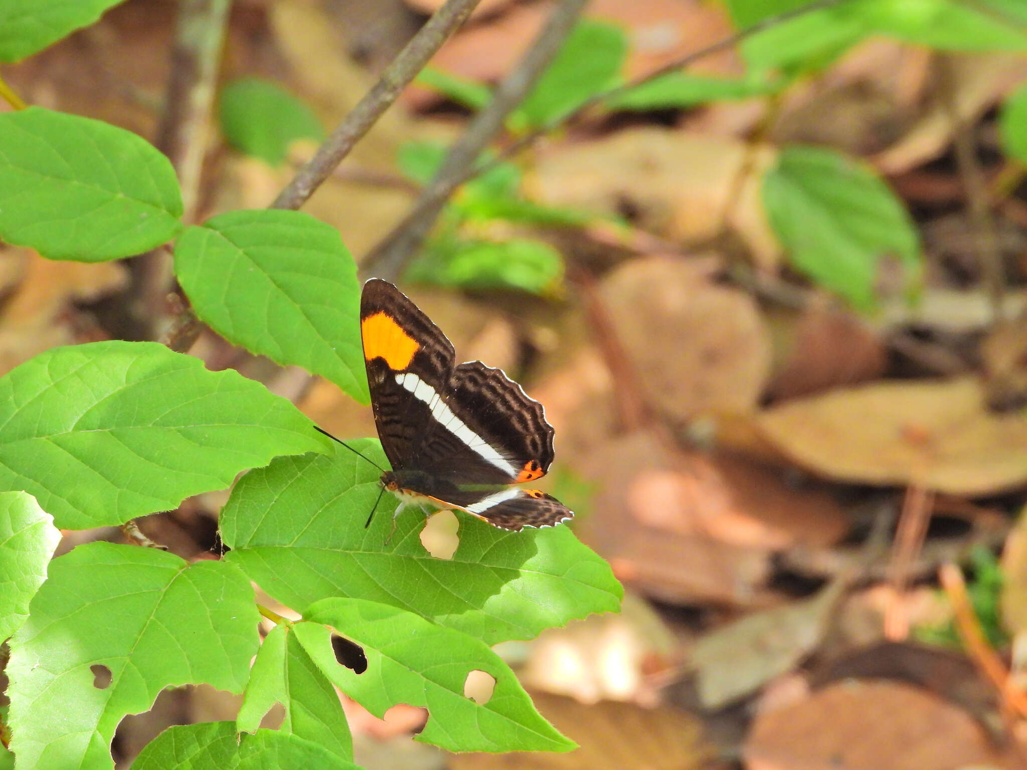 Image of Adelpha donysa