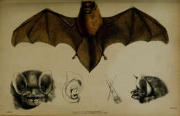 Image of funnel-eared bat