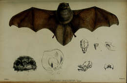 Image of thumbless bat