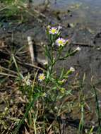 Image of Seaside American-Aster