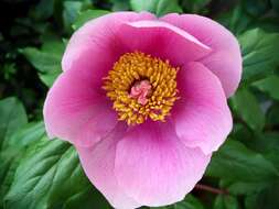 Image of Paeonia coriacea Boiss.