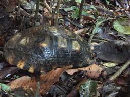 Image of Yellow-footed Tortoise