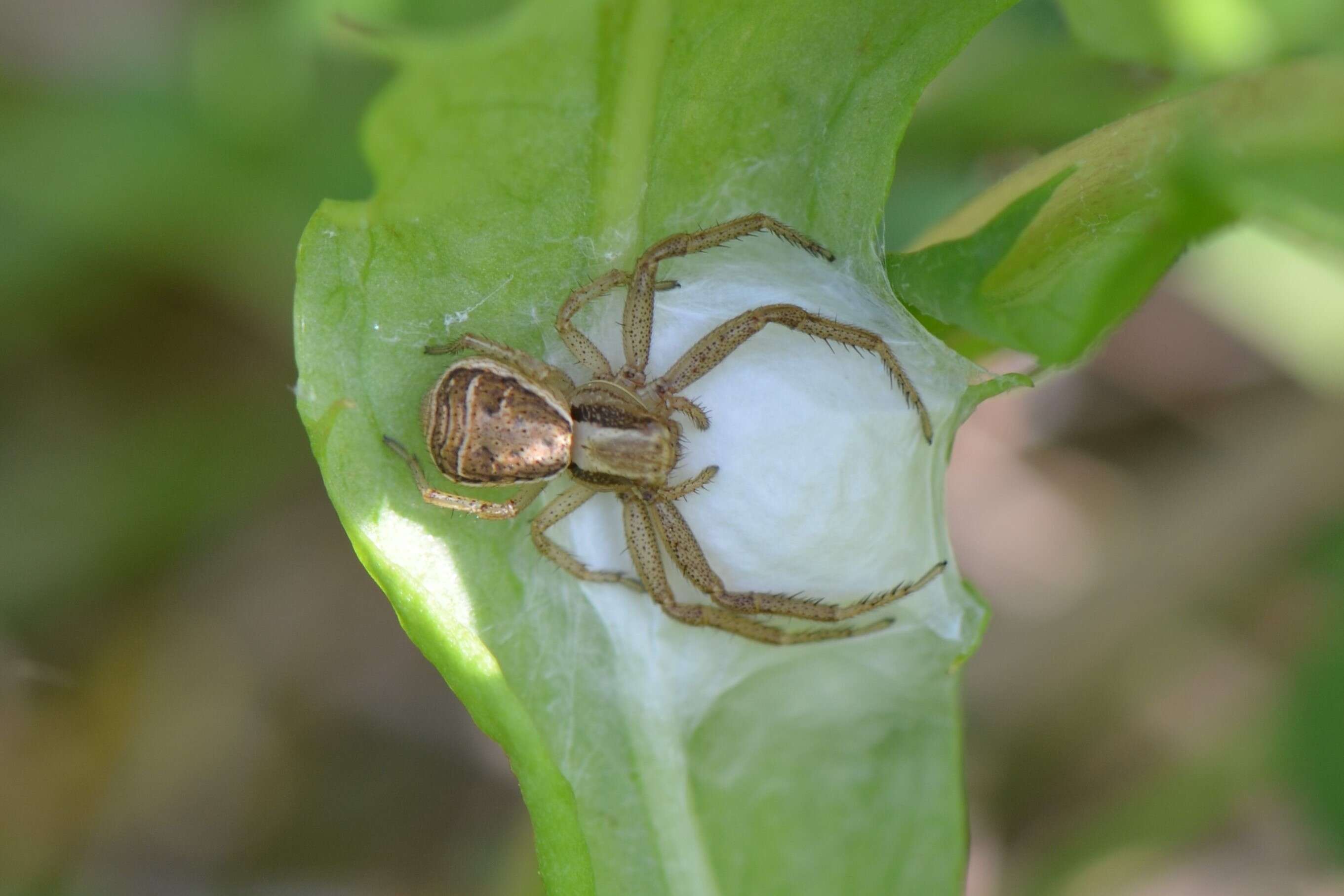 Image of Xysticus ulmi (Hahn 1831)