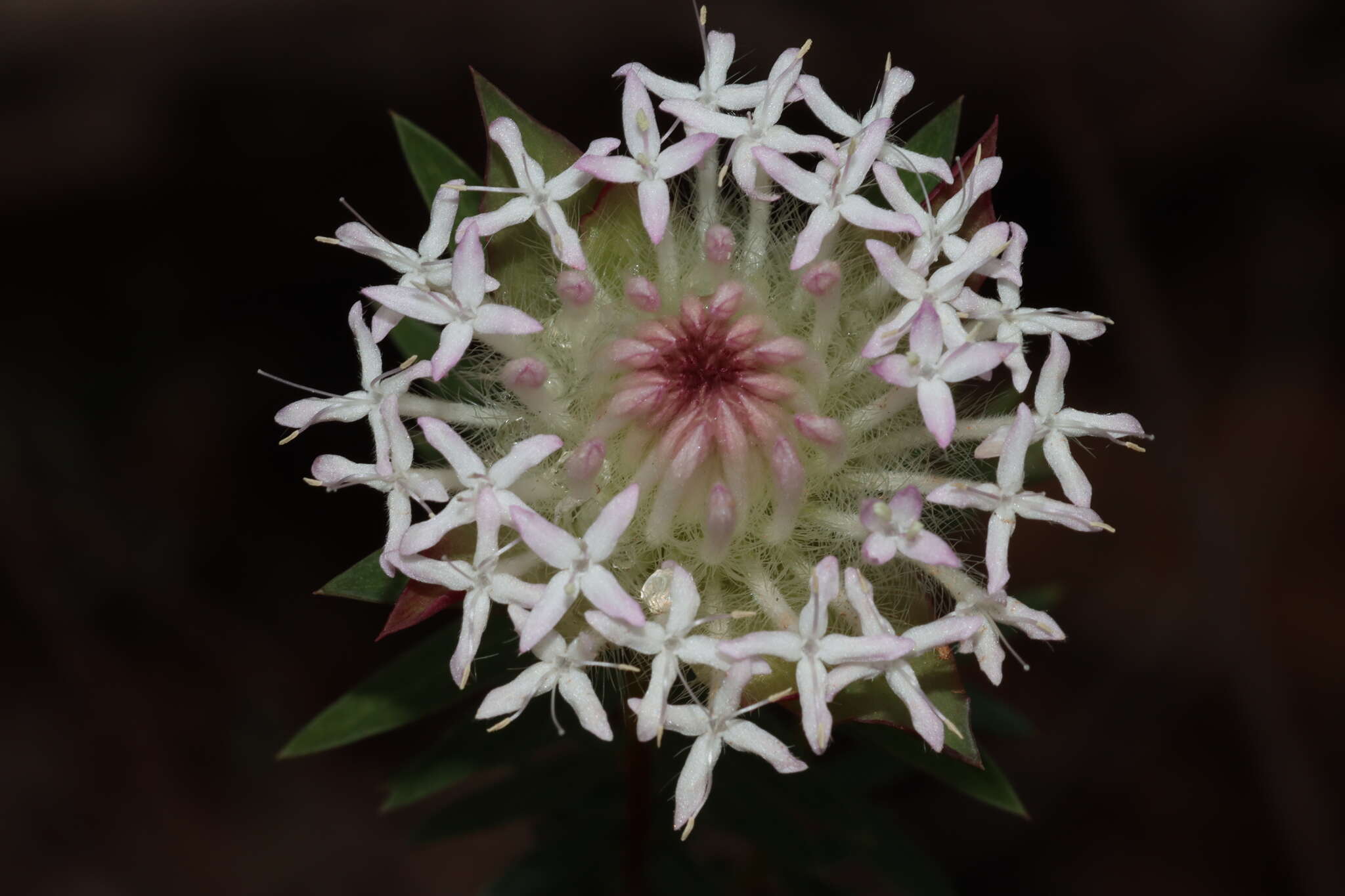 Image of Pimelea spectabilis Lindl.